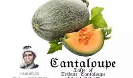 网红吃瓜网站推荐大全,揭秘热门八卦，畅享娱乐盛宴